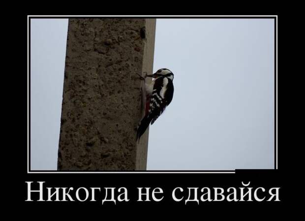 Демотиваторы (30 фото)