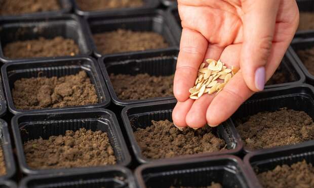 В «Общественном контроле» назвали марки грунта для рассады, бедного на калий, фосфор и азот