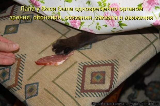 Котоматрица на Бугаге (30 фото)