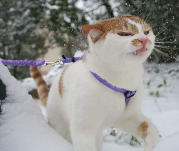 Фото №24 - Первый снег: кошки vs собаки (много уморительных фото)