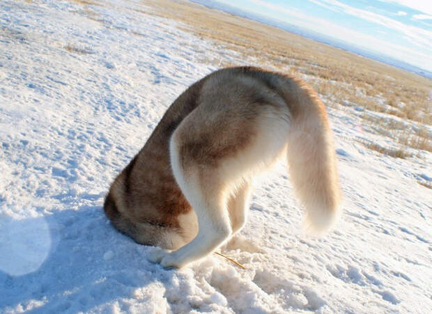 щенячьи хвостики 