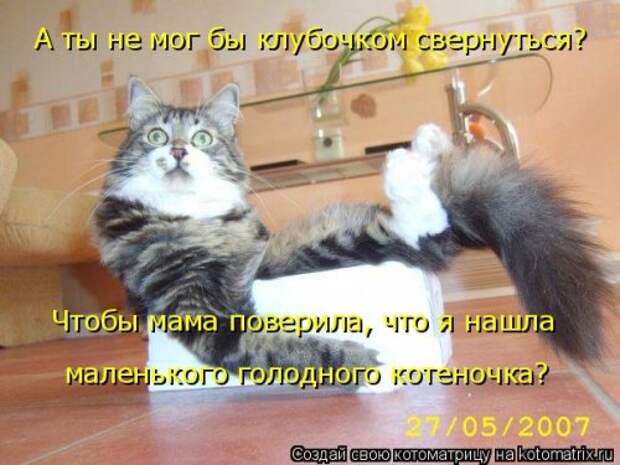 Новая котоматрица на Бугаге (39 фото)