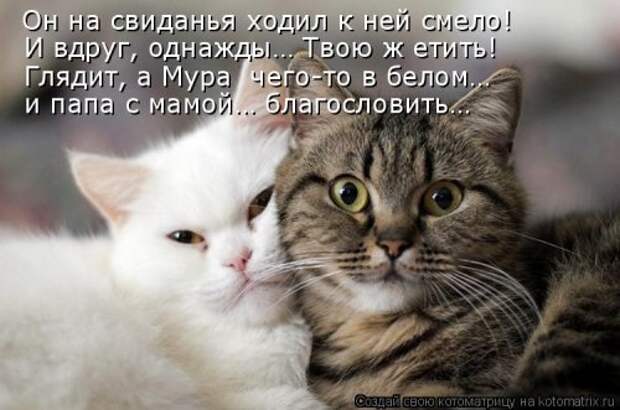 Новая котоматрица для хорошего настроения (28 фото)