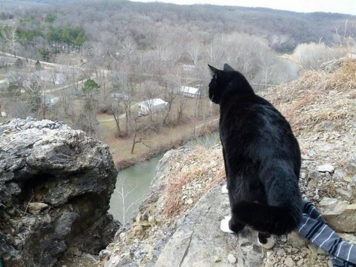 кот