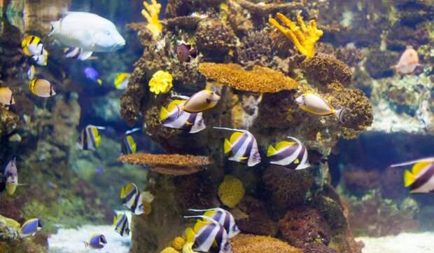 Как вписать водную красоту в современный дизайн