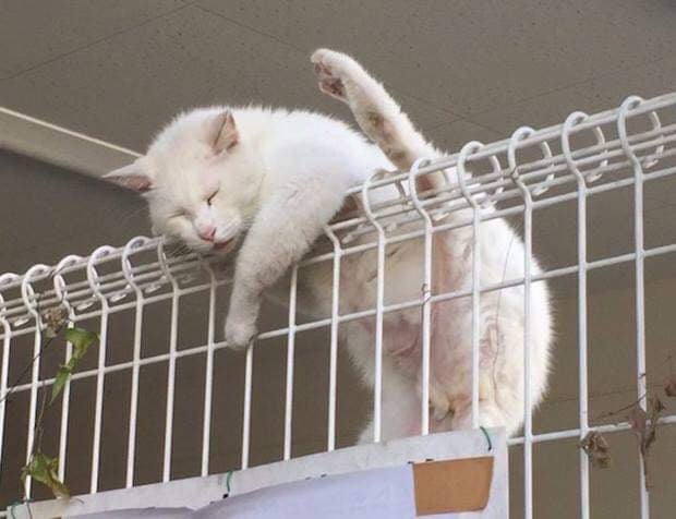 18 примеров, что коту пофик где спать! Даже там, где прилечь человеку и в голову не придет