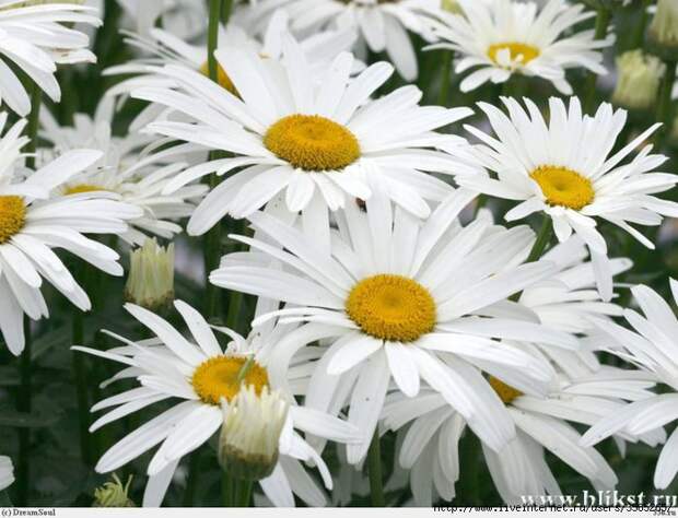 76272703_romashki (699x535, 188Kb)