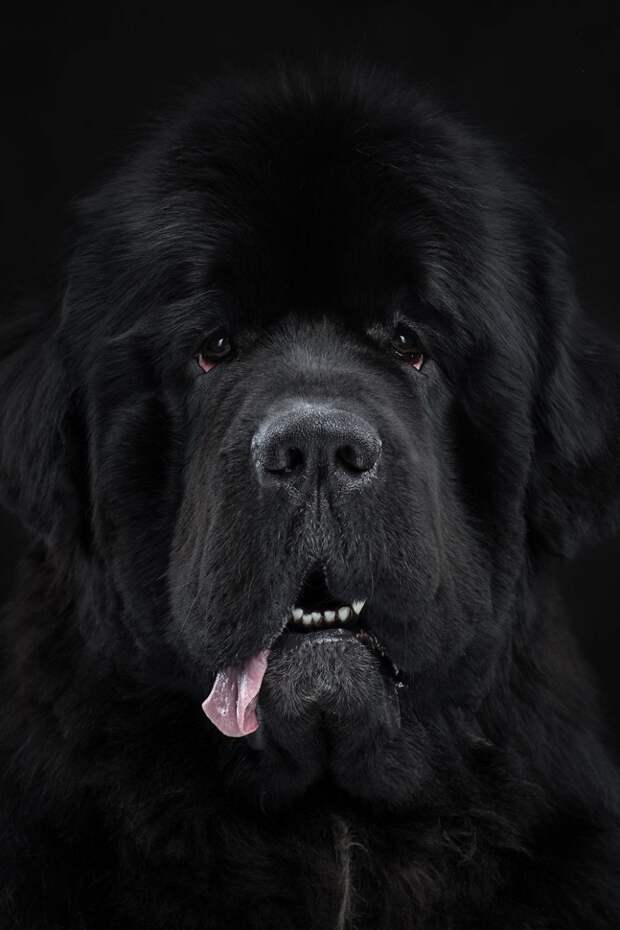 Pierre, The Huge And Fluffy Newfoundland