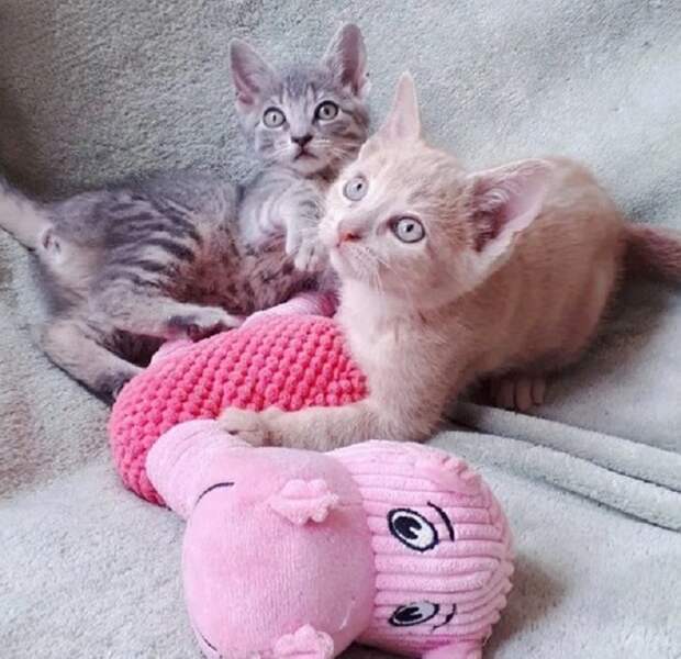 Играющие котята Котята и игрушки