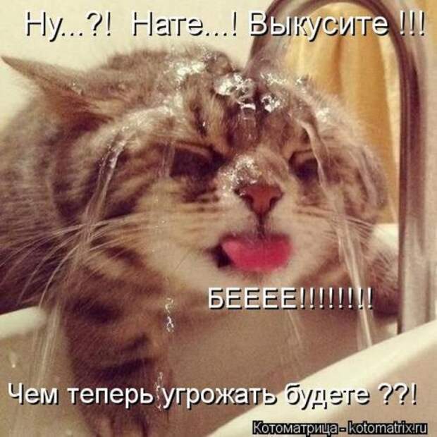 Отличная коллекция котоматриц (25 шт)