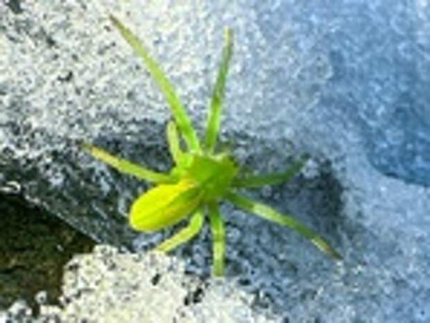 Ярко-зеленый паук / Фото: Роман и Татьяна Воробьевы