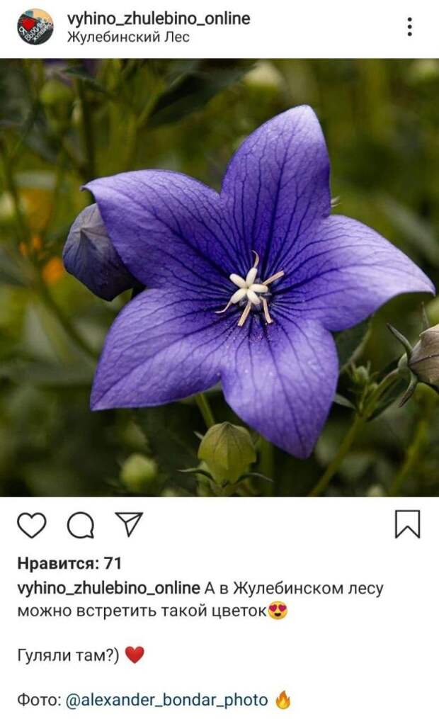 Фото дня: дивный цветок Жулебинского лесопарка