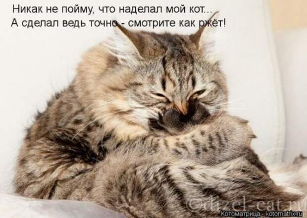 Лучшие котоматрицы недели (29 фото)