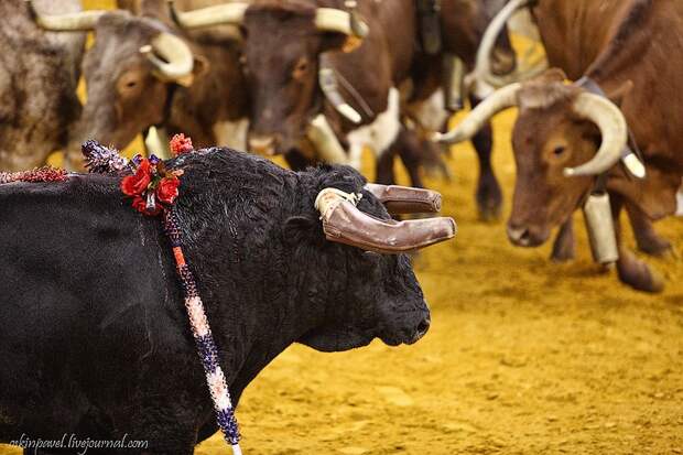 14 любопытных фактов о португальской корриде corrida11 14 любопытных фактов о португальской корриде