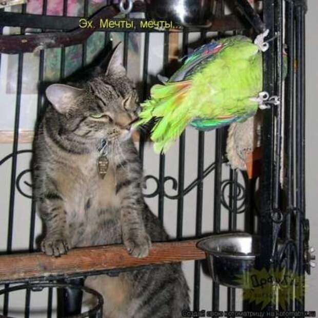 Прикольные животные, котоматрица