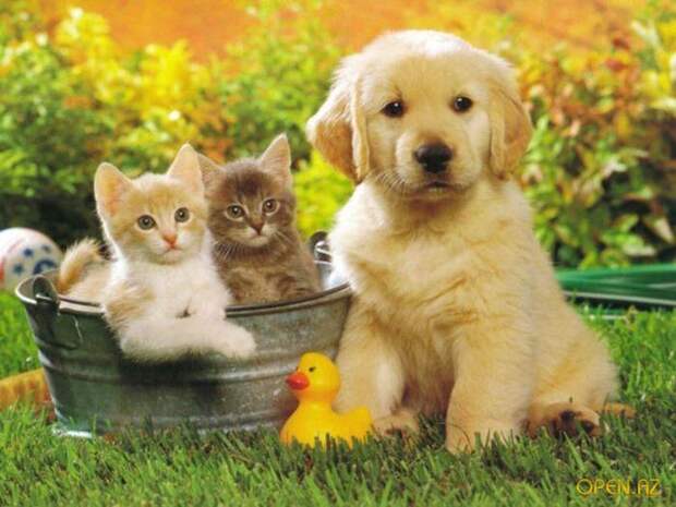 1263307340_cats-and-dog (700x525, 57Kb)