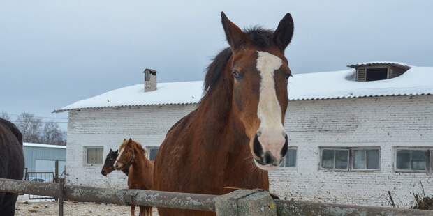Год Красной Лошади: кому 2026-й принесет удачу, а кому стоит быть начеку
