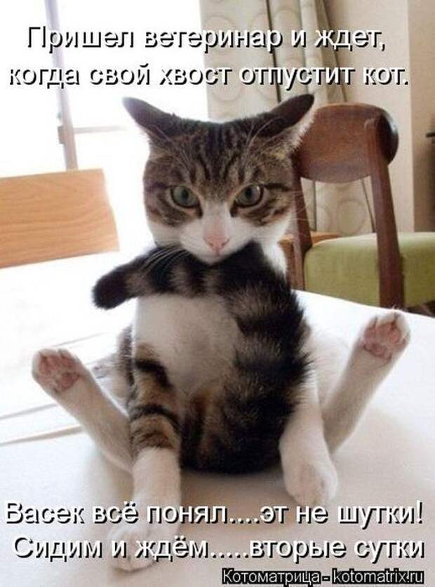 Котоматрицы(картинки с надписями)