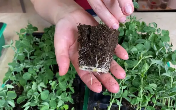 Как посеять зеленый горошек простым способом