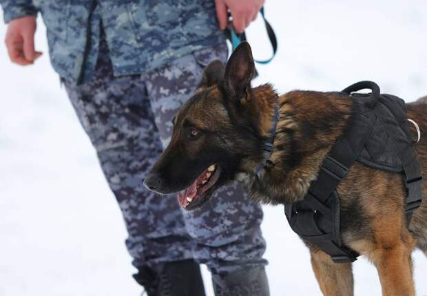 В районе загадочного исчезновения девятилетней девочки в Смоленске нашли детские следы