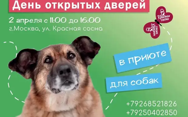 В приюте для собак «Красная Сосна» в Ярославском пройдет день открытых дверей