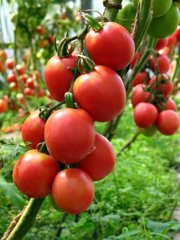 Какие сорта томатов выбрать Овощи на приусадебном участке