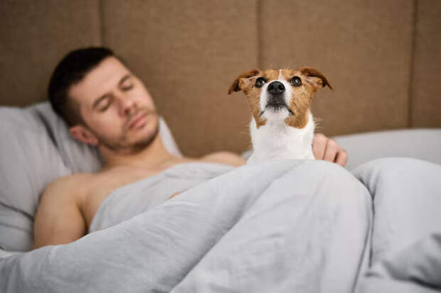 Bigpicture.ru man sleeping on bed with dog pet affection
