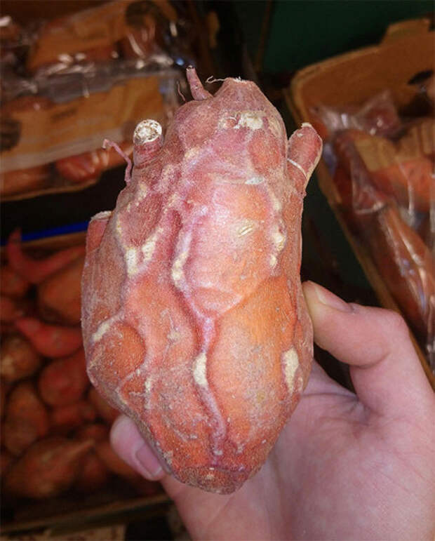 Клубень сладкого картофеля, который похож на человеческое сердце