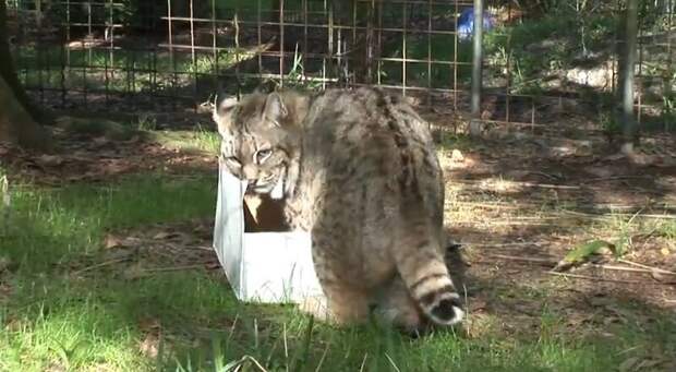 Большие котики тоже любят коробки большие кошки, коробки, фотографии