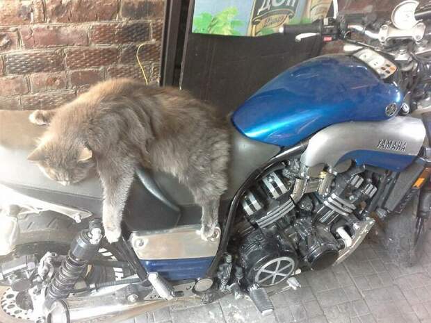 Кот байкера: фото верных спутников любителей скорости и ветра животные, кот байкера, кот на мотоцикле, коты, кошки, мото