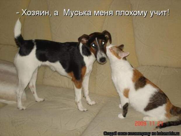 Котоматрицы (картинки с надписями)