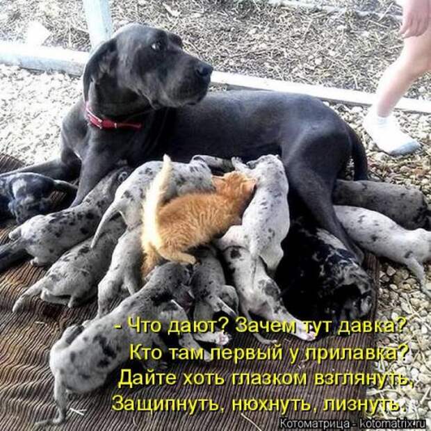 Котоматрица свежак (36 шт)