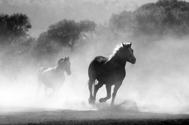 Фото: pixabay.com