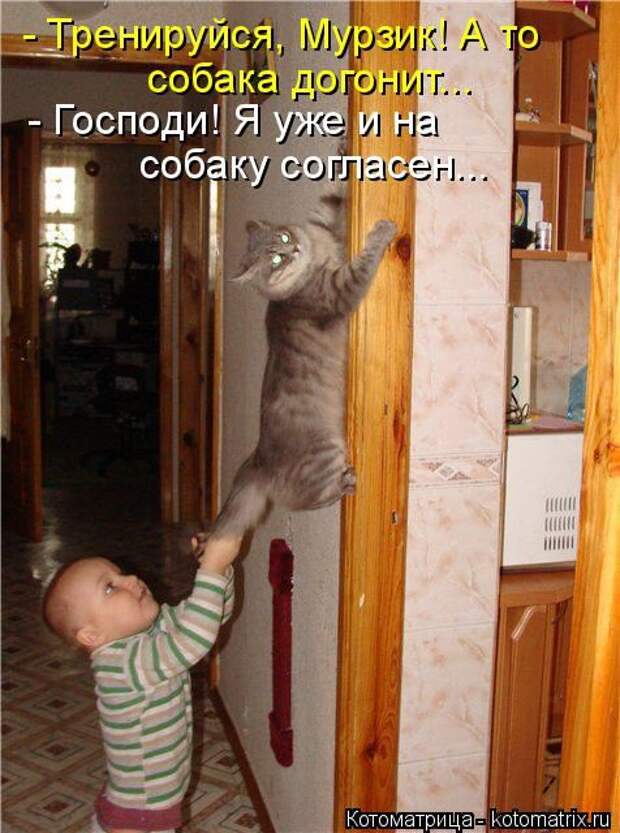 Лучшие котоматрицы недели (50 фото) Лучшие котоматрицы недели (50 фото)