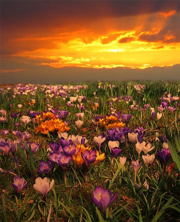 Фото жизнь - mondtag3106 - Пейзажи - Цветной закат