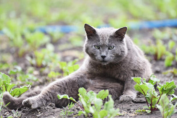 Кот не пройдет: как защитить от кошек рассаду, грядки и цветники
