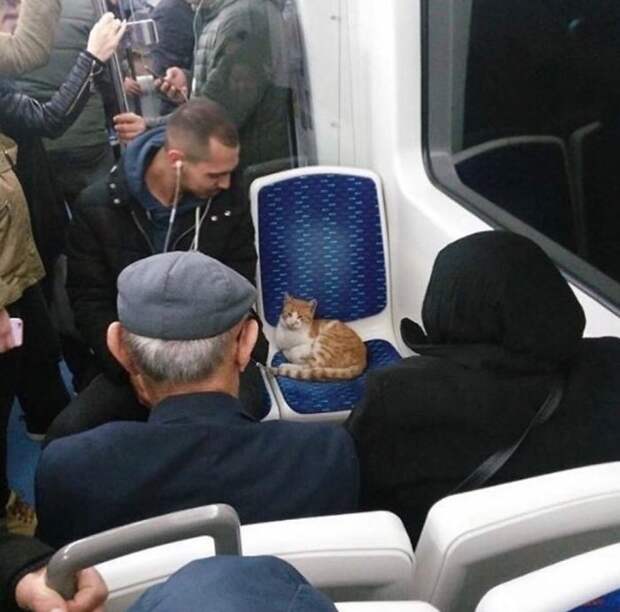 коты радуются жизни кот в транспорте