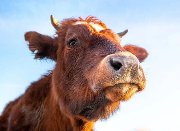 Более двадцати очагов опасного коровьего заболевания нашли в Омской области