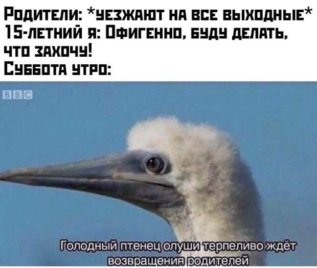 kartinok-interesnyh-prikolnyh-kartinki-smeshnye-kartinki-fotoprikoly