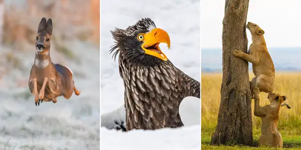 Nikon Comedy Wildlife Awards 2025