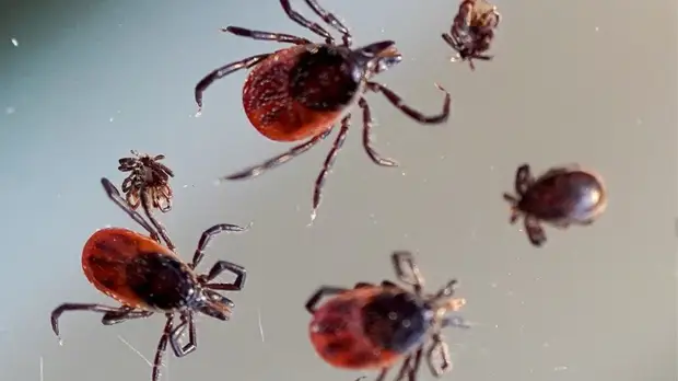 Почти 9000 жителей Кировской области обратились за медпомощью с начала сезона активности клещей