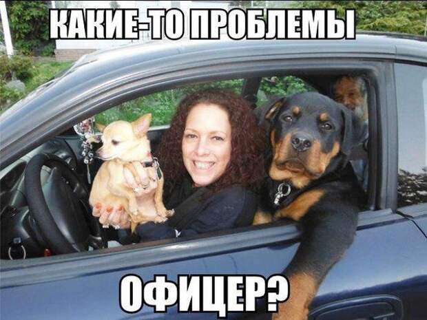 прикол, животные собаки