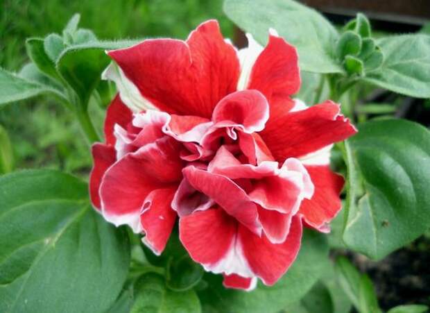 8 цветочных культур, которые сеют на рассаду в феврале