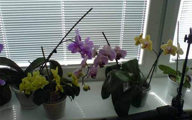 plants0714-27.jpg