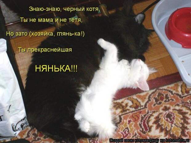 Котоматрицы :)