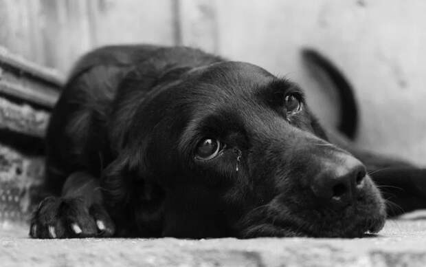 Более 1300 собак и 200 кошек ищут новый дом в сервисе "Моспитомец"