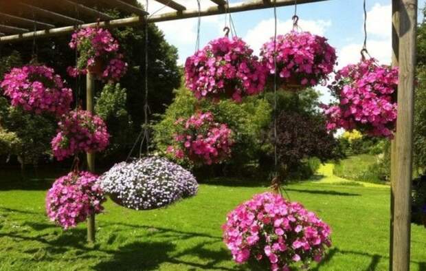 Красивый подвесной сад на дачном участке. /Фото: ogorod.ua