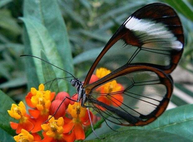 1. Это бабочка стеклянница, и она отчасти прозрачная в мире, животные, мир, природа, удивительно, фото