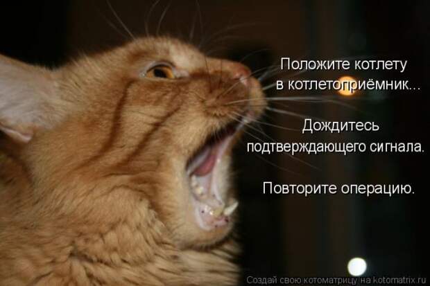 Лучшие котоматрицы недели (50 фото)