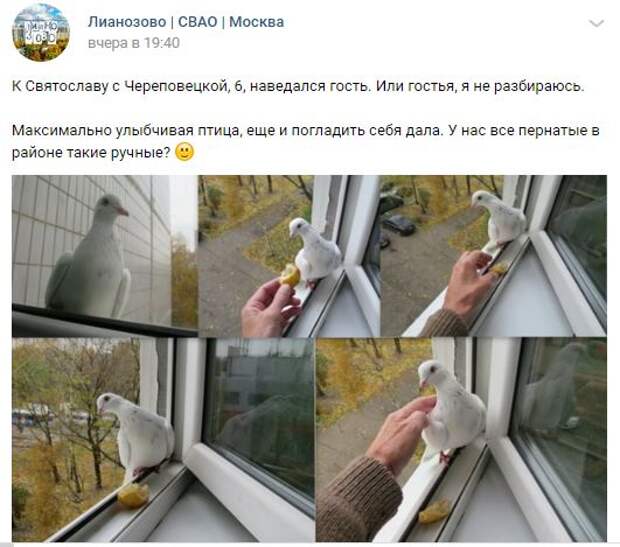 К жителю дома на Череповецкой прилетел ручной голубь